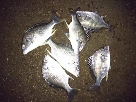 河口のライトゲーム